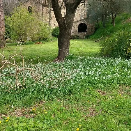 Il Molendino Apartment Calci